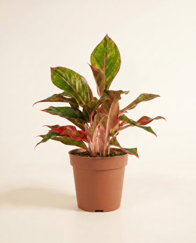 Aglaonema Chinese Evergreen Jungle Red