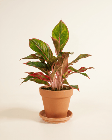 Aglaonema Chinese Evergreen Jungle Red