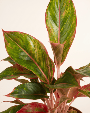 Aglaonema Chinese Evergreen Jungle Red