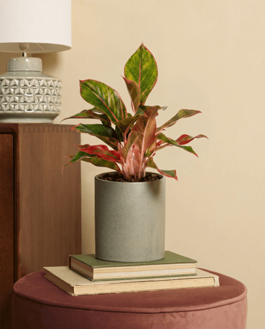 Aglaonema Chinese Evergreen Jungle Red