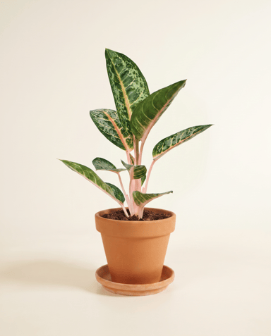 Aglaonema Chinese Evergreen Orange Flame