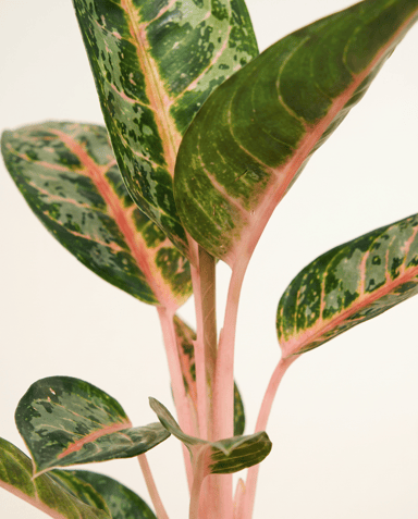 Aglaonema Chinese Evergreen Orange Flame