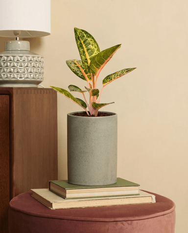 Aglaonema Chinese Evergreen Orange Flame