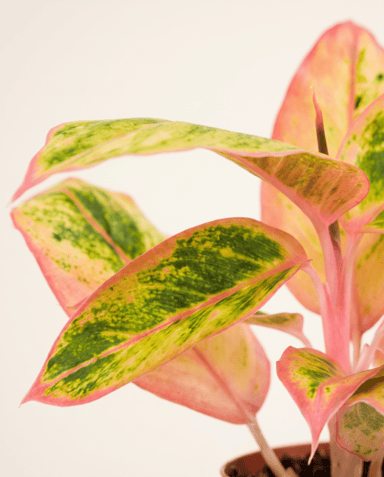 Aglaonema Chinese Evergreen Salmon Fantasy