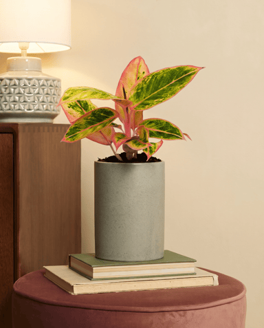 Aglaonema Chinese Evergreen Salmon Fantasy