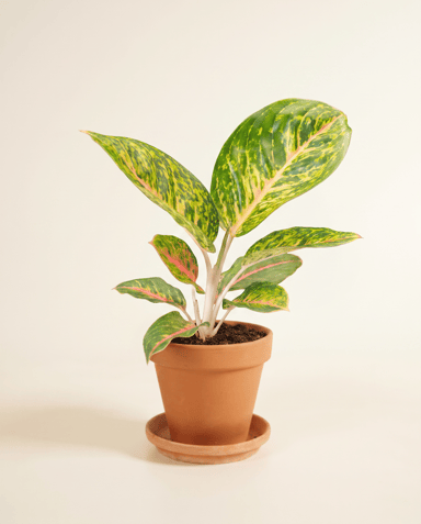 Aglaonema Chinese Evergreen Spring Red