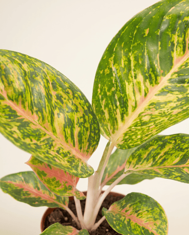 Aglaonema Chinese Evergreen Spring Red