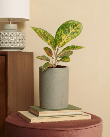 Aglaonema Chinese Evergreen Spring Red