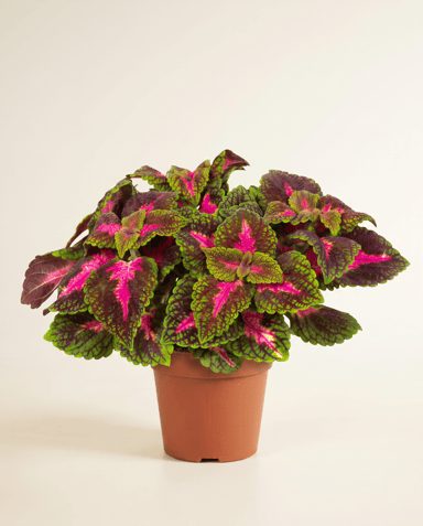 Coleus Coleus Park Avenue