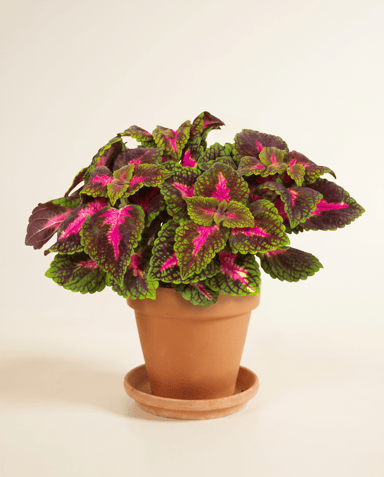 Coleus Coleus Park Avenue