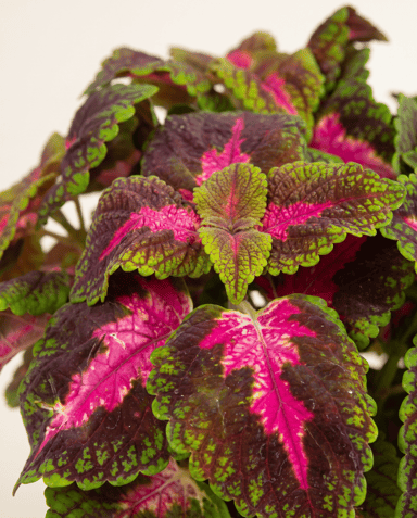 Coleus Coleus Park Avenue