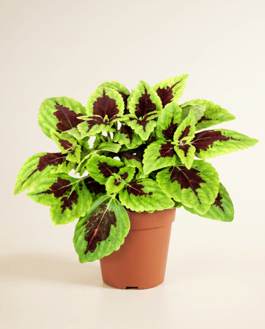 Coleus Painted nettle Alligator Alley