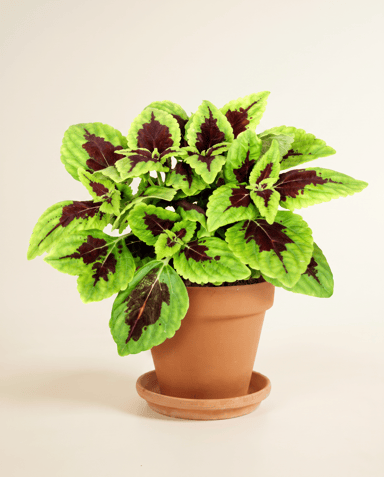 Coleus Painted nettle Alligator Alley
