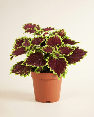 Coleus Painted nettle Bourbon Street