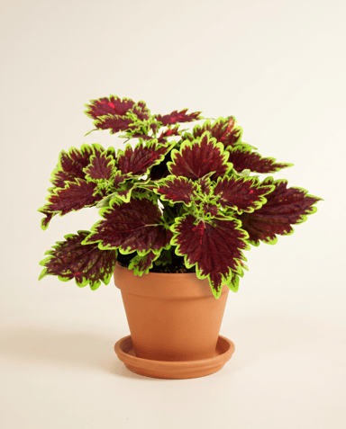 Coleus Painted nettle Bourbon Street