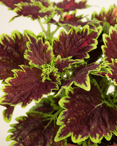 Coleus Painted nettle Bourbon Street