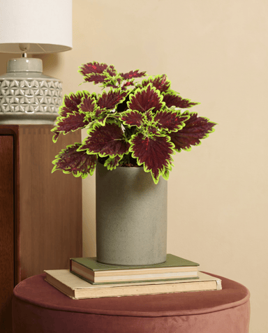 Coleus Painted nettle Bourbon Street