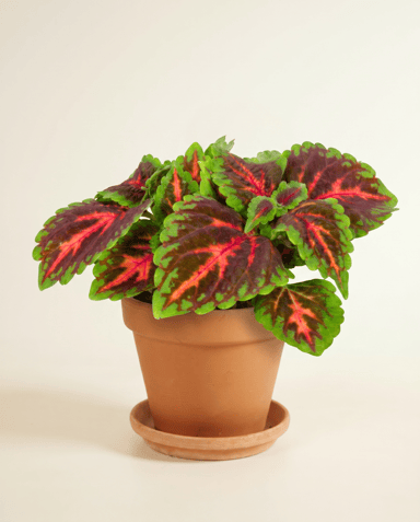 Coleus Buntnessel Franklin Street