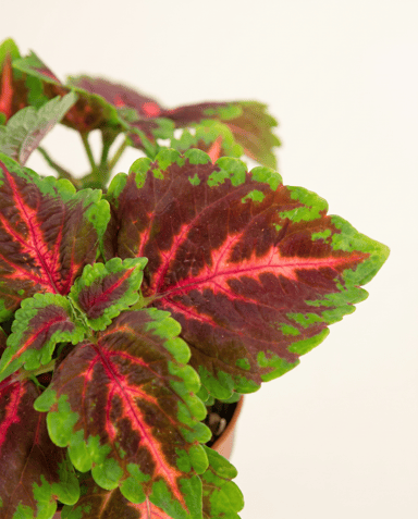 Coleus Buntnessel Franklin Street