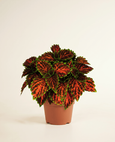 Coleus Coléus Magnificent Mile