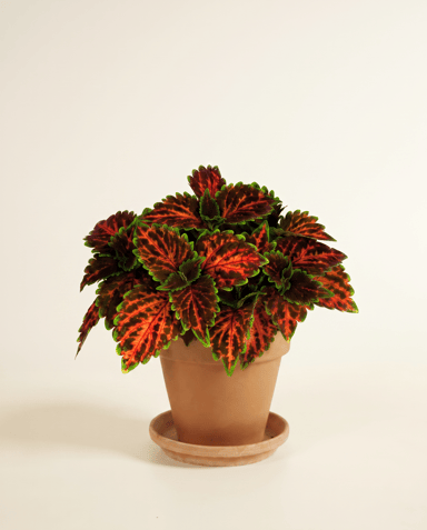 Coleus Coléus Magnificent Mile