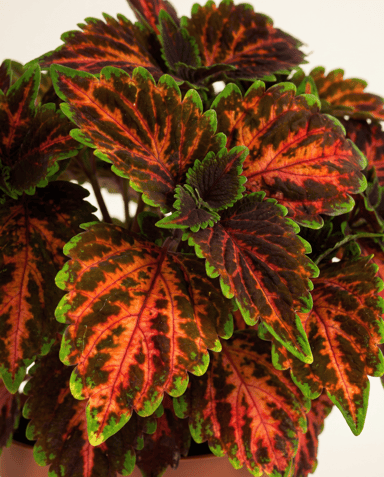 Coleus Coléus Magnificent Mile