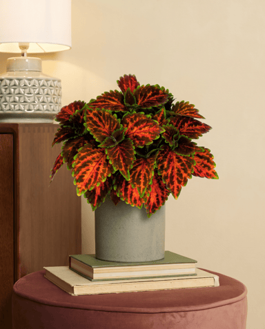 Coleus Coléus Magnificent Mile