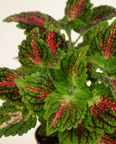 Coleus Coléus Spacecake