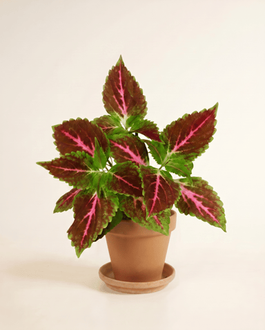 Coleus Coléus Pink Diamond