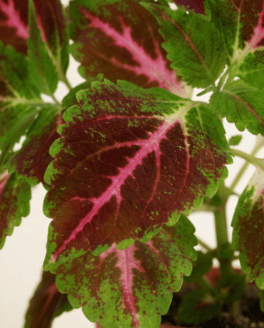 Coleus Coléus Pink Diamond