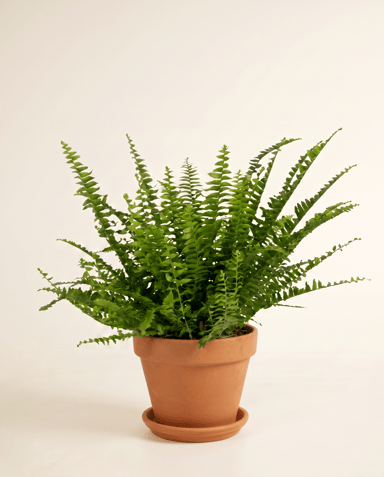 Nephrolepis Fougère épée Green Lady