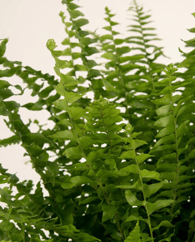Nephrolepis Fougère épée Green Lady