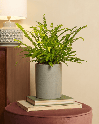 Nephrolepis Fougère épée Green Lady