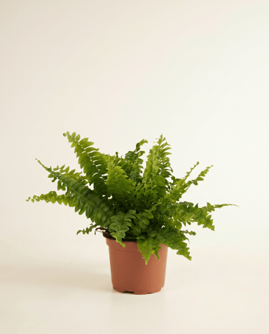 Nephrolepis Schwertfarn Green Lady