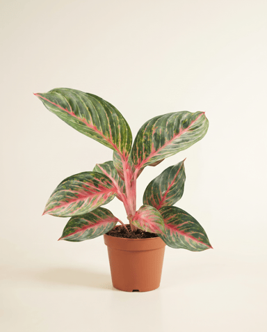Aglaonema Chinese Evergreen Olive Red