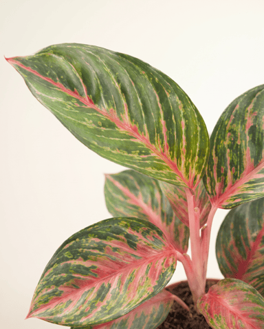 Aglaonema Chinese Evergreen Olive Red