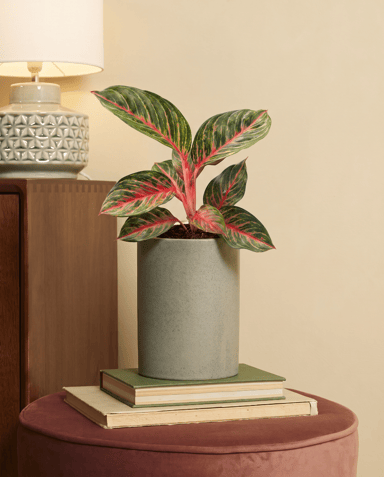 Aglaonema Chinese Evergreen Olive Red