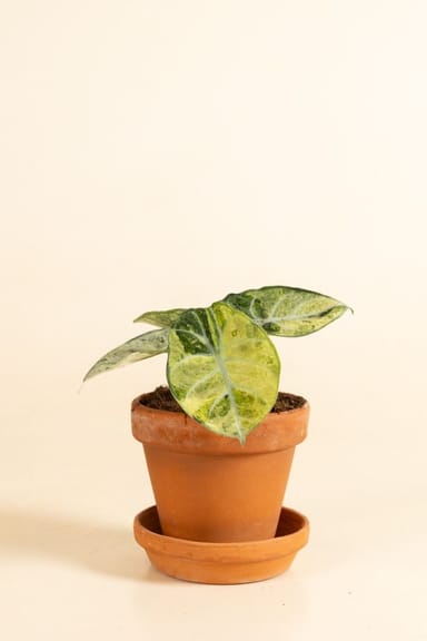 Alocasia Elephant ears Ninja Tricolor
