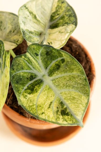 Alocasia Elephant ears Ninja Tricolor