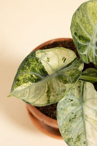 Alocasia Elephant ears Ninja Tricolor