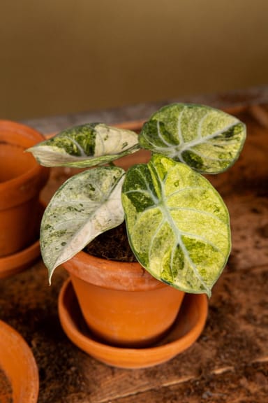 Alocasia Elephant ears Ninja Tricolor