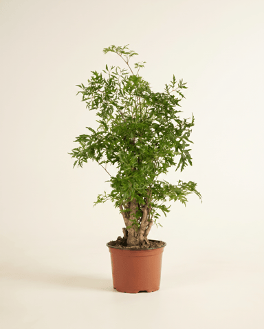 Polyscias Fiederaralie Ming
