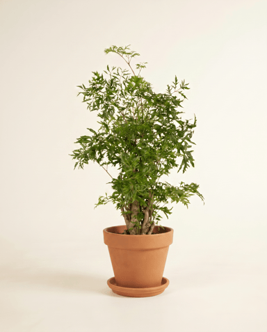 Polyscias Fiederaralie Ming