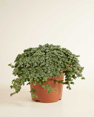 Pilea Chinese Money plant Glaucophylla Greyzy