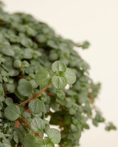 Pilea Chinese Money plant Glaucophylla Greyzy