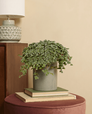 Pilea Chinese Money plant Glaucophylla Greyzy