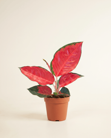 Aglaonema Chinese Evergreen Chili Red