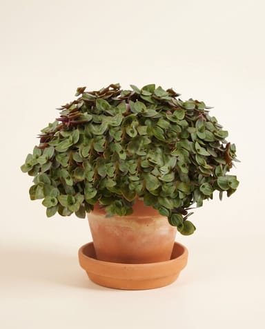 Callisia Pianta tartaruga Turtle