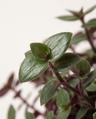 Callisia Pianta tartaruga Turtle