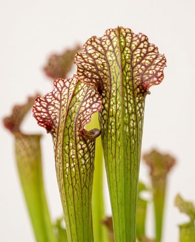 Sarracenia Schlauchpflanze Juthatip Soper